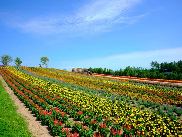 Jardim Flores Verão Hokkaido — Fotografia de Stock