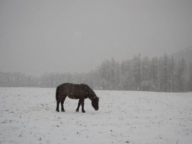 At kış ormanlarında hokkaido