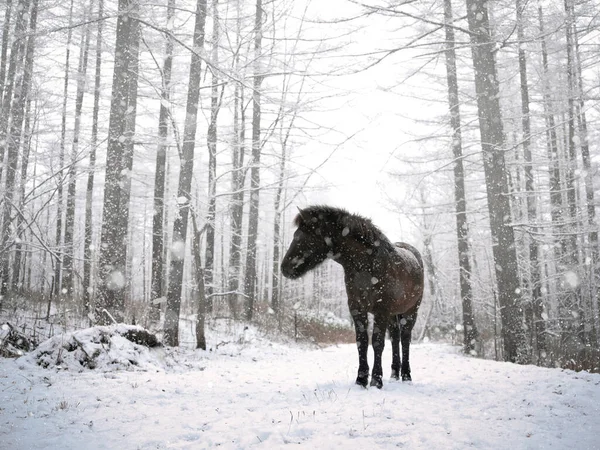 Häst Vintern Skog Hokkaido — Stockfoto