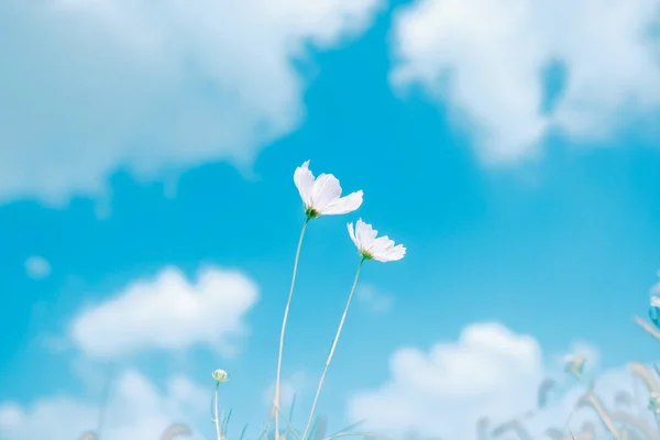 Λουλούδι Σύμπαν Καλοκαίρι Hokkaido — Φωτογραφία Αρχείου