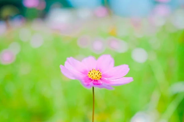 Fiore Del Cosmo Estate Hokkaido — Foto Stock