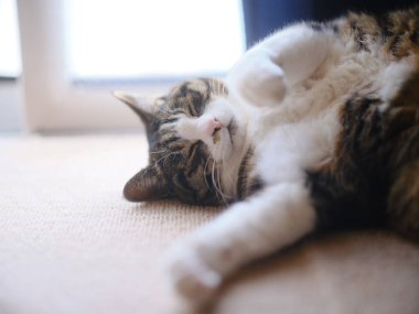 Pencerenin yanında bir kedi