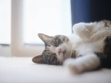 Pencerenin yanında bir kedi