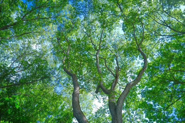 Grön Skog Sommaren Hokkaido — Stockfoto