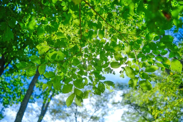 Zelený Les Létě Hokkaido — Stock fotografie