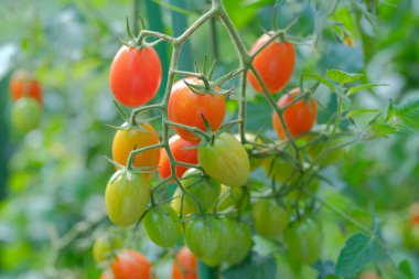 Yaz bahçesinde mini domates