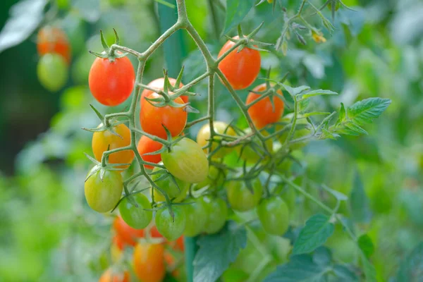 mini tomato in summer garden