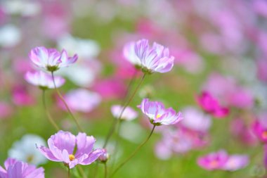 Yazın kozmos çiçeği hokkaido