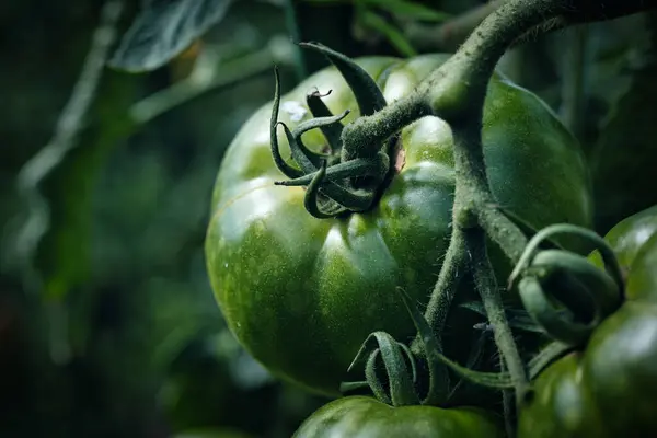 Green Tomato Summer Garden — Stock Photo, Image