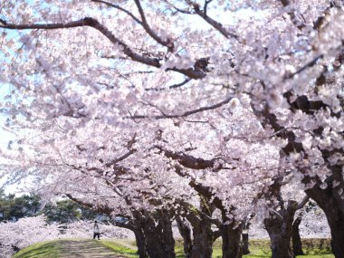 Japonya 'da kiraz çiçekleri var.