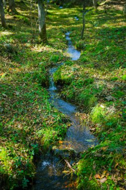 Yeşil ormandaki küçük nehir