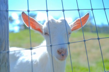 Hokkaido japan 'da çiftlik keçisi