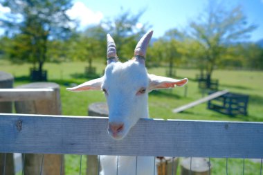 Hokkaido japan 'da çiftlik keçisi