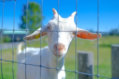 Hokkaido japan 'da çiftlik keçisi