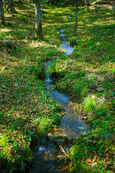 Yeşil ormandaki küçük nehir