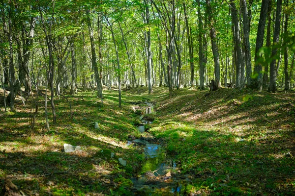 Маленькая Река Зеленом Лесу — стоковое фото