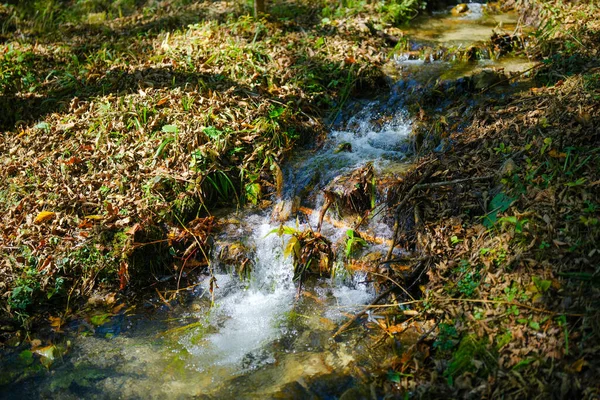 Pequeño Río Bosque Verde —  Fotos de Stock