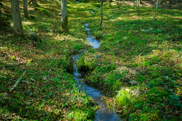 Small River Green Forest — Stock Photo, Image