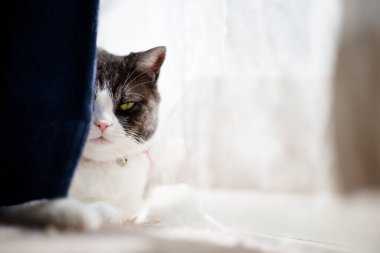 Perdelerdeki boşluktan kedi göründü.