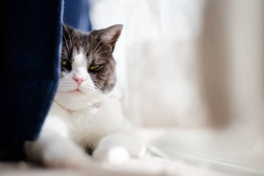 Perdelerdeki boşluktan kedi göründü.