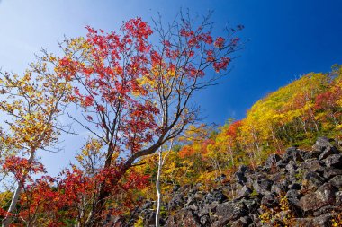 Çökmüş kayalar ve sonbahar yaprakları
