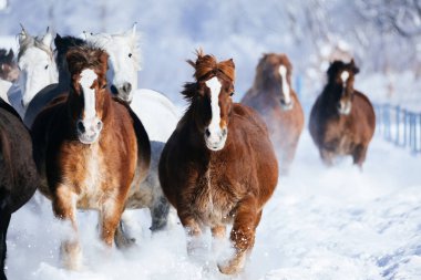 Koşan at kışın hokkaido