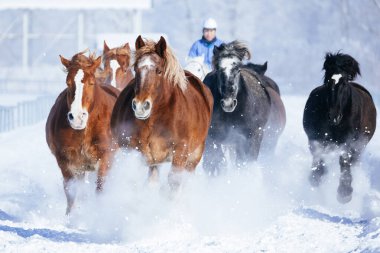 Koşan at kışın hokkaido