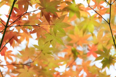 Hokkaido japan 'da sonbahar yaprakları