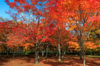 Shikaoi Hokkaido 'da sonbahar yaprakları