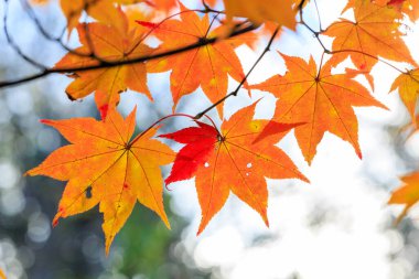 Güzelim sonbahar yapraklarını kapat