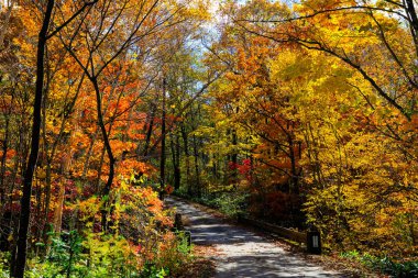 Sonbahar yaprakları ve tek yol