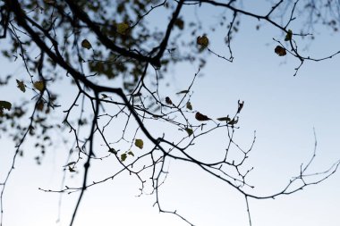 Sonbahar hokkaido 'sunda ölü yaprak