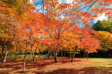 Shikaoi Hokkaido 'da sonbahar yaprakları