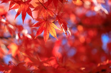 Kırmızı akçaağaç yaprakları sonbaharda