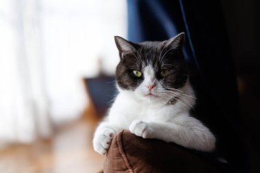 Şirin kedi sana bakıyor.