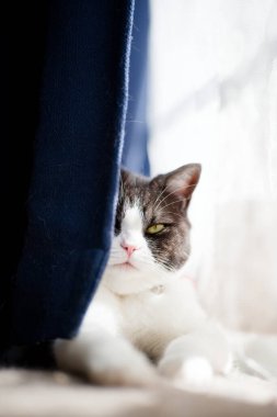 Perdelerdeki boşluktan kedi göründü.