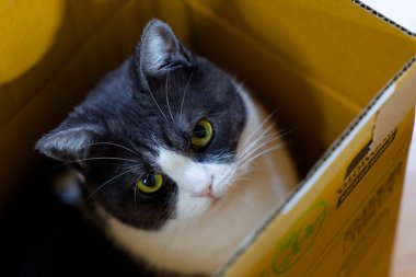 Bir kutu içinde şirin kedi