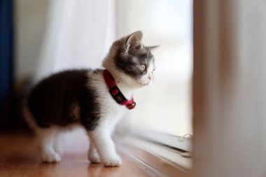 Pencerenin yanındaki sevimli kedi yavrusu.