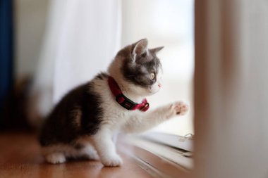 Pencerenin yanındaki sevimli kedi yavrusu.