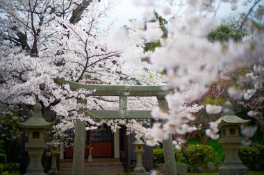 Sado adasında kiraz çiçekleri