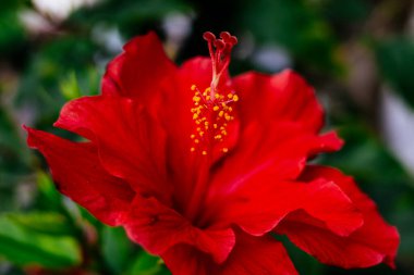 Hibiscus şehir bölgesinde çiçek açıyor.