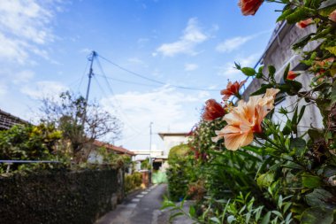 Hibiscus şehir bölgesinde çiçek açıyor.