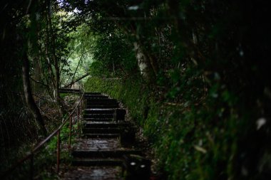 Japonya 'da yosun kaplı merdiven