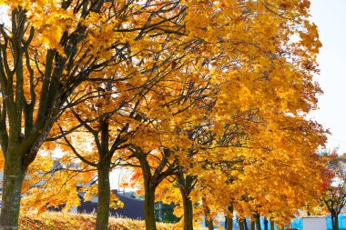 Hokkaido japan 'da sonbahar yaprakları