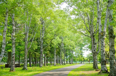 Yeşil parktaki yol.