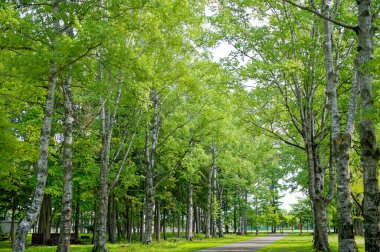 Yeşil parktaki yol.