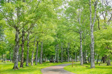 Yeşil parktaki yol.