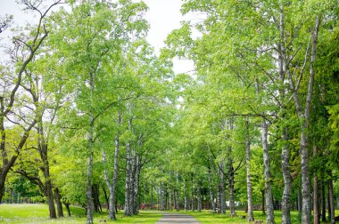Yeşil parktaki yol.