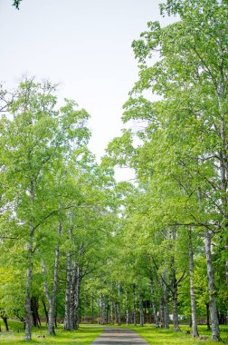 Yeşil parktaki yol.
