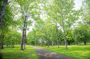 Yeşil parktaki yol.